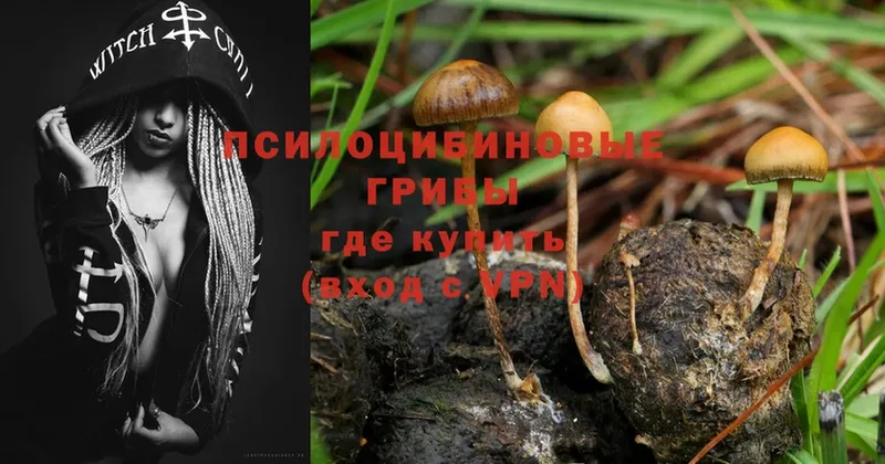 Псилоцибиновые грибы Psilocybine cubensis  Новошахтинск 